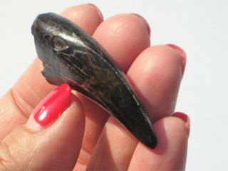 Small T - Rex Tooth - Dinosaur Fossil