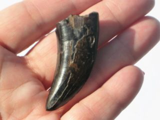 Small T - Rex Tooth - dinosaur fossil 2