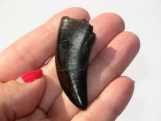 Small T - Rex Tooth - dinosaur fossil 3