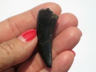 Small T - Rex Tooth - dinosaur fossil 4