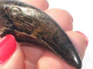 Small T - Rex Tooth - dinosaur fossil 5