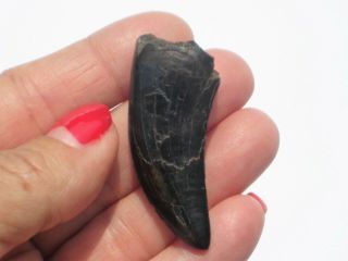 Small T - Rex Tooth - dinosaur fossil 7
