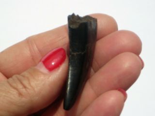 Small T - Rex Tooth - dinosaur fossil 8