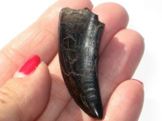 Small T - Rex Tooth - dinosaur fossil 9