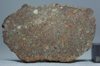 NWA 10496 LL3 Chondrite Meteorite 11.  6 gram complete slice 3