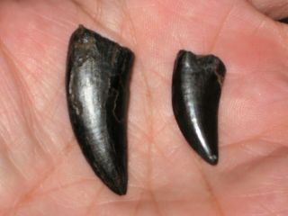 (2) Small Imperfect Nanotyrannus Teeth - Dinosaur Fossil