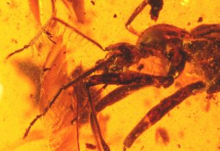 Rare Extinct Beetle Cascomastigus In Burmite Cretaceous Amber Fossil