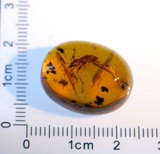 Rare extinct Beetle Cascomastigus in Burmite cretaceous Amber fossil 2