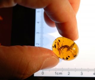 Rare extinct Beetle Cascomastigus in Burmite cretaceous Amber fossil 3