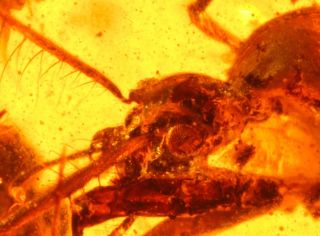 Rare extinct Beetle Cascomastigus in Burmite cretaceous Amber fossil 4