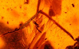 Rare extinct Beetle Cascomastigus in Burmite cretaceous Amber fossil 5