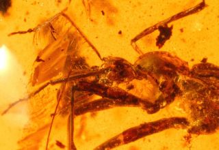 Rare extinct Beetle Cascomastigus in Burmite cretaceous Amber fossil 6