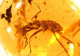 Rare extinct Beetle Cascomastigus in Burmite cretaceous Amber fossil 7