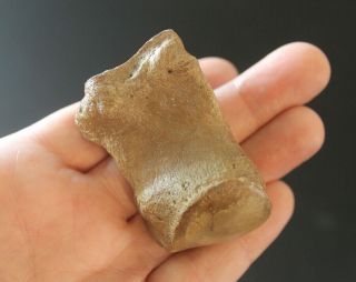 Fossil Miocene Rhinoceros Metatarsal Toe Foot Bone Teleoceras Proterum Florida