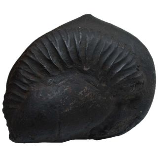 459gms Shaligram Shila / Stone / Ammonite Fossil - Gandaki River Nepal