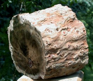 SiS: 3,  lb.  PERFECT FENCE POST Petrified Wood Woodworthia Log - Zimbabwe 2