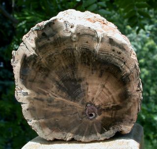 SiS: 3,  lb.  PERFECT FENCE POST Petrified Wood Woodworthia Log - Zimbabwe 3