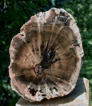 SiS: 3,  lb.  PERFECT FENCE POST Petrified Wood Woodworthia Log - Zimbabwe 4