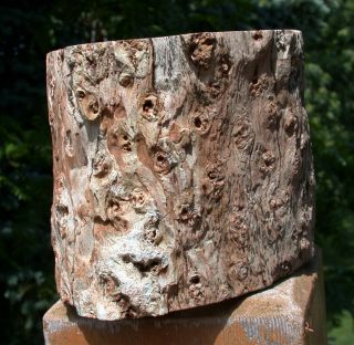 SiS: 3,  lb.  PERFECT FENCE POST Petrified Wood Woodworthia Log - Zimbabwe 5