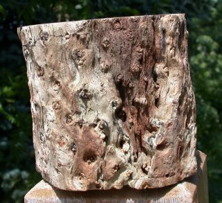 SiS: 3,  lb.  PERFECT FENCE POST Petrified Wood Woodworthia Log - Zimbabwe 7