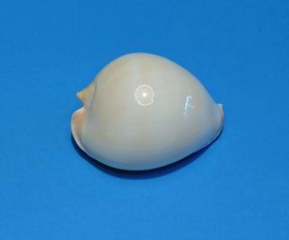 Seashell Cypraea Zoila Vercoi Contraria 61.  4mm (005)