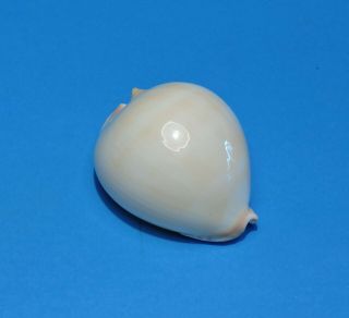 Seashell CYPRAEA ZOILA VERCOI CONTRARIA 61.  4mm (005) 2