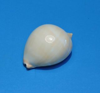 Seashell CYPRAEA ZOILA VERCOI CONTRARIA 61.  4mm (005) 3