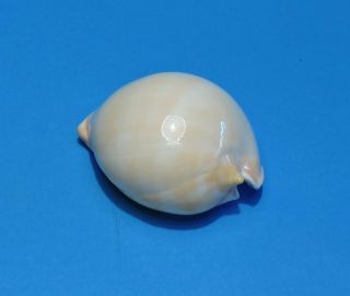 Seashell CYPRAEA ZOILA VERCOI CONTRARIA 61.  4mm (005) 4