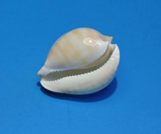 Seashell CYPRAEA ZOILA VERCOI CONTRARIA 61.  4mm (005) 5