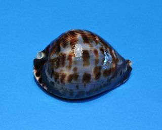 Seashell Cypraea Zoila Vercoi 79.  9mm (002)