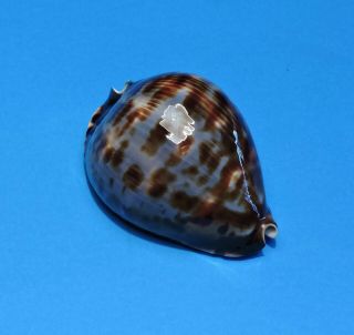 Seashell CYPRAEA ZOILA VERCOI 79.  9mm (002) 2