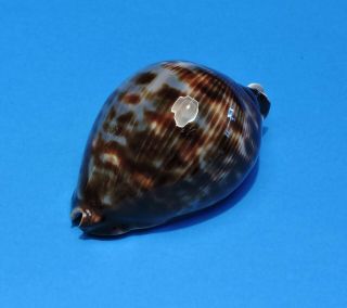 Seashell CYPRAEA ZOILA VERCOI 79.  9mm (002) 3