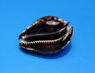 Seashell CYPRAEA ZOILA VERCOI 79.  9mm (002) 5