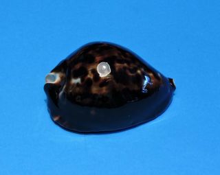 Seashell Cypraea Zoila Vercoi 80.  4mm (001)