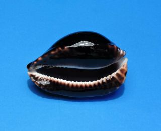 Seashell CYPRAEA ZOILA VERCOI 80.  4mm (001) 5