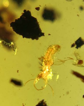 Rare Neuroptera Ascalaphidae Lacewings Larva Burmite Myanmar Amber Insect Fossil
