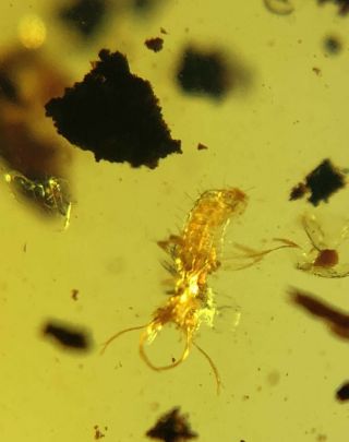 Rare Neuroptera Ascalaphidae lacewings larva Burmite Myanmar Amber insect fossil 2