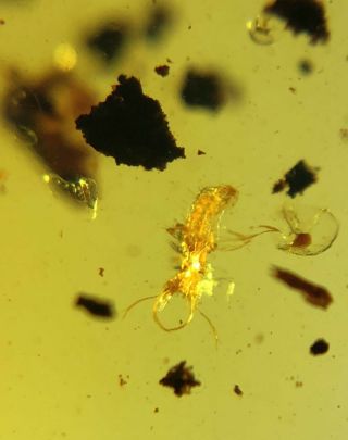 Rare Neuroptera Ascalaphidae lacewings larva Burmite Myanmar Amber insect fossil 3