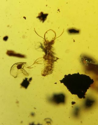 Rare Neuroptera Ascalaphidae lacewings larva Burmite Myanmar Amber insect fossil 4
