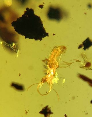 Rare Neuroptera Ascalaphidae lacewings larva Burmite Myanmar Amber insect fossil 6