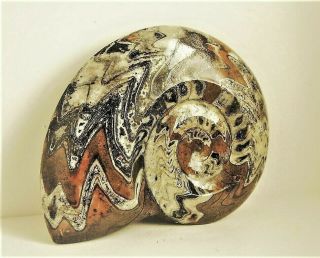 Ammonite Fossil Nautilus Shell 878.  8 Gms Carved 2 Sides Full Display Fossil 6.  7 "