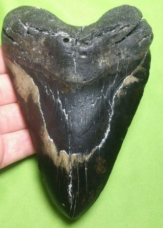 Huge " 5.  79 Megalodon Shark Tooth Teeth Extinct Jaw Fossil Meg Scuba Diver Direct