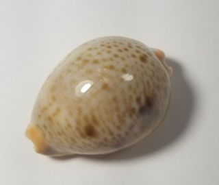 Rare Cypraea Porteri Sea Shell Deepwater Phillipines