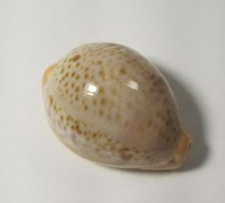 Rare Cypraea Porteri Sea Shell Deepwater Phillipines 2
