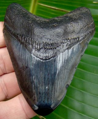 Megalodon Shark Tooth - Over 3 & 1/2 In.  - Real Fossil Sharks Teeth - Jaw