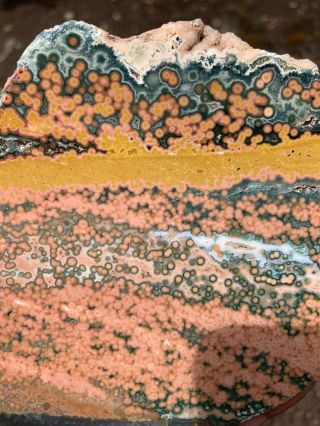 Ocean Jasper Large Rare Old Stock Face Polished Slab Lapidary Rough