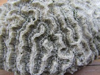 Large,  Almost 10 Pound,  Piece Of Brain Coral