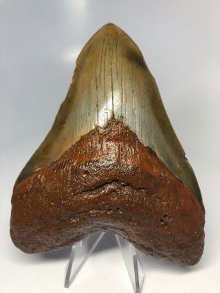 Orange 5.  04” Megalodon Fossil Shark Tooth Rare 3458