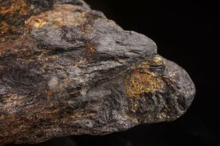 CLASSIC Native Gold with Arsenopyrite HOMESTAKE MINE,  SOUTH DAKOTA 6