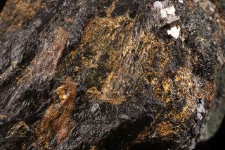 CLASSIC Native Gold with Arsenopyrite HOMESTAKE MINE,  SOUTH DAKOTA 8